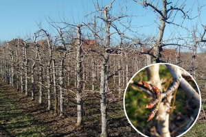 Poranila kruška pod Majevicom - voćar ne brine, koristi metode svoga djeda