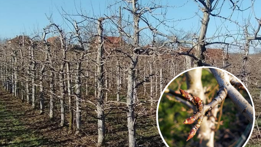 Poranila kruška pod Majevicom - voćar ne brine, koristi metode svoga djeda