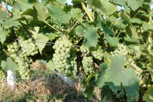 O čemu zavisi rodnost vinograda?