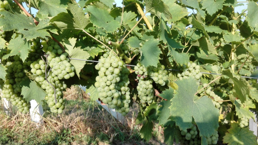 O čemu zavisi rodnost vinograda?