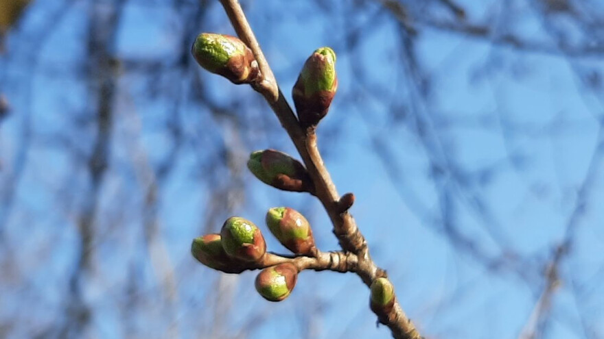 Borba protiv biljnih patogena trenutno u fazi bubrenja pupoljaka