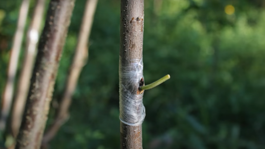 Kalemljenje na spavajući pupoljak do septembra