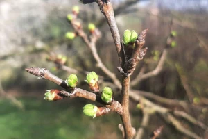 Vegetacija voća je sada nezaustavljiva, da li će mraz da je "preseče"?