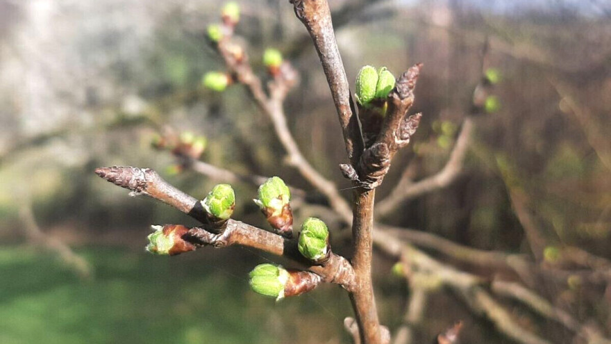 Vegetacija voća je sada nezaustavljiva, da li će mraz da je "preseče"?