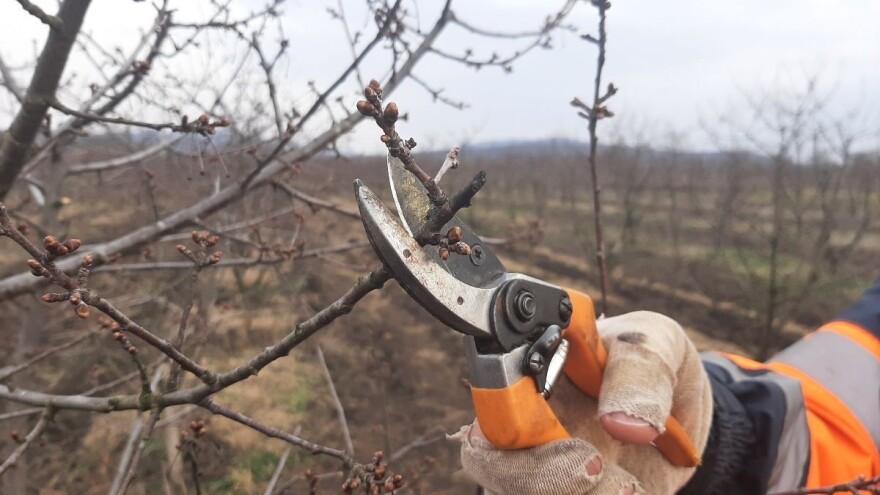 Nepravilna rezidba utiče na širenje patogena