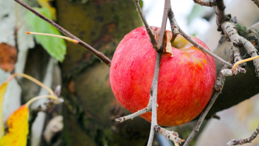 Pazite na diferenciranje pupoljaka voća i retrovegetaciju