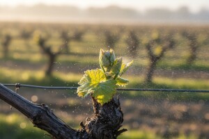 Pupove vinove loze napada crna pjegavost