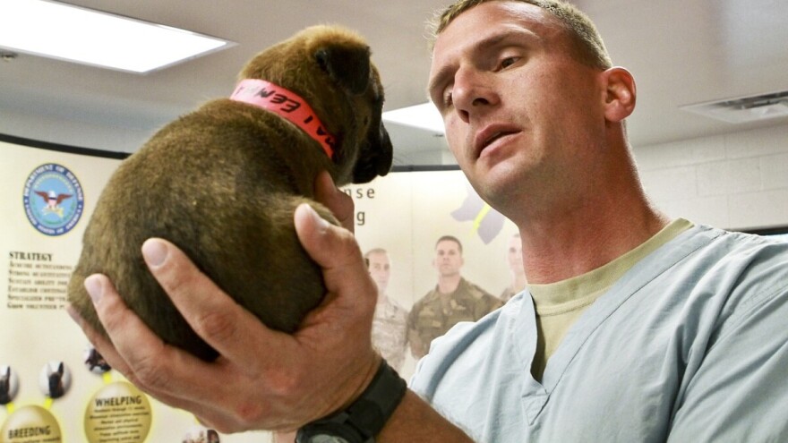 Prijatelji životinja: Psi se nepotrebno cijepe svake godine