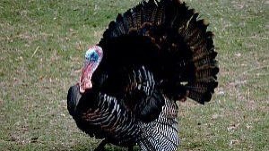 Krađa peradi u Tvrđavici