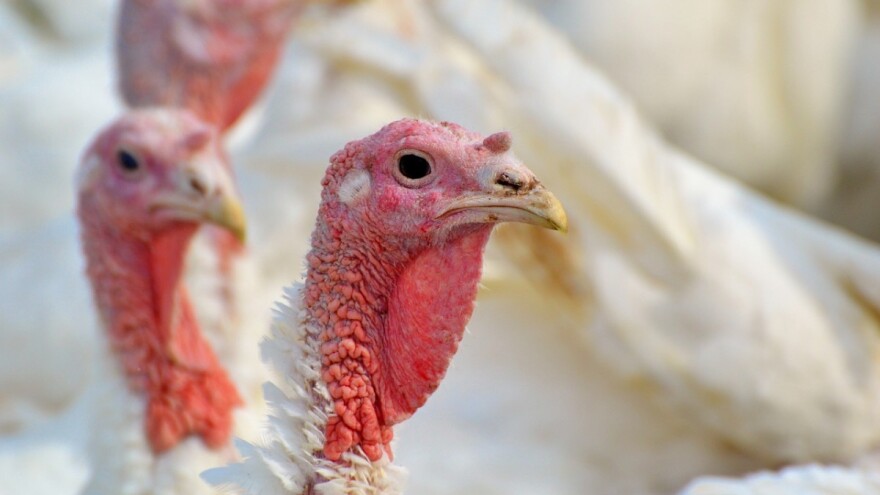 Ima li interesa za uzgoj tovnih purana u BiH?