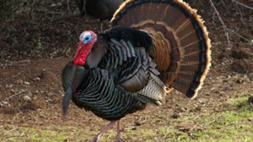 U Nizozemskoj se pojavila ptičija gripa