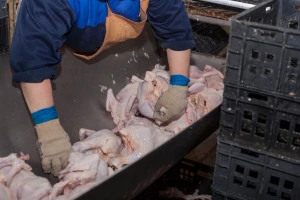 Pureća prsa sa salmonelom iz Kauflanda
