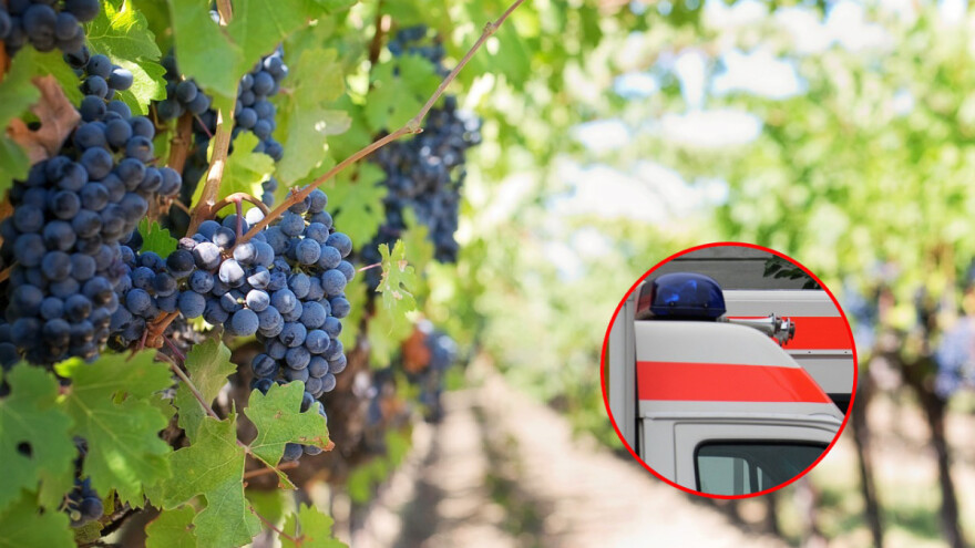 Masovno trovanje: U berbi grožđa 22 osobe se otrovale pečenjem