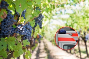 Masovno trovanje: U berbi grožđa 22 osobe se otrovale pečenjem iz Stoca