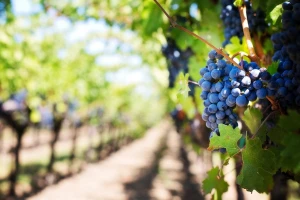 Rok za upis u Vinogradarski registar do 15. novembra