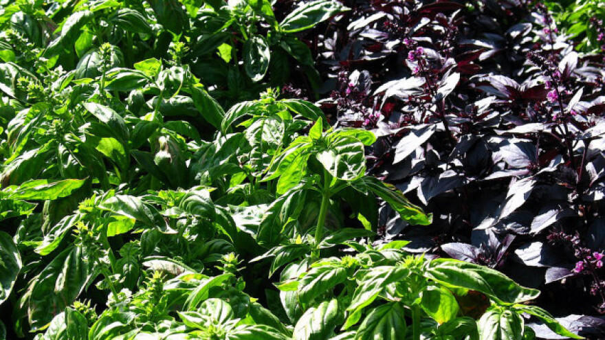 Bosiljak - ljekovita biljka kraljevskog mirisa