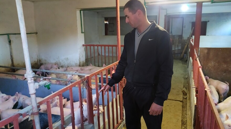 Da li je svinjarstvo u Srbiji postalo neisplativo?