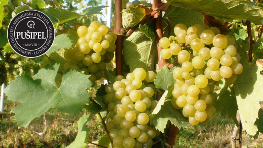 Pušipel - primjer brendiranja autohtone sorte