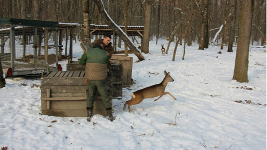 Srne puštene u prihvatilište &quot;Ristovača&quot;