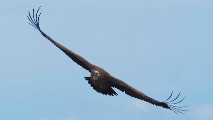 Manje ovaca, manje i bjeloglavih supova - u prirodu pušteni Palina, Coline, Lima i Anton