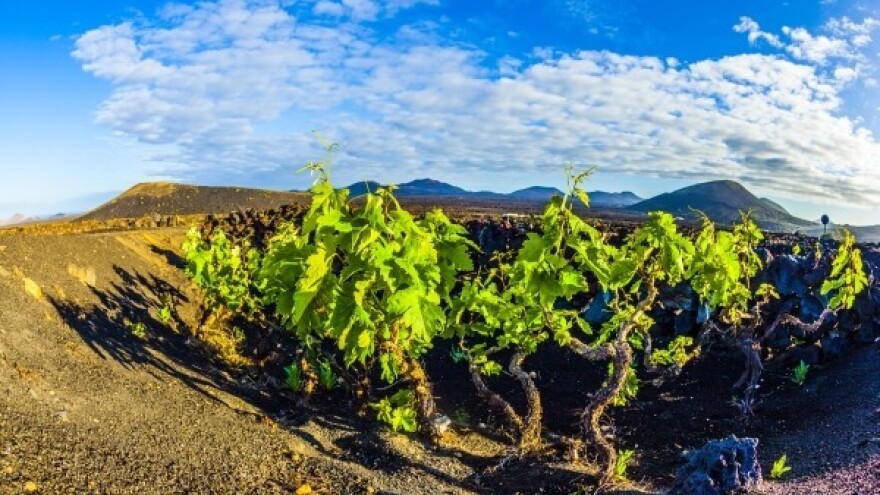 Uzgoj povrća moguć je i u pustinji!