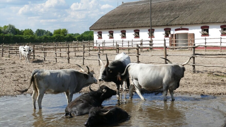Mleko vodenih bivola postaje "belo zlato"?