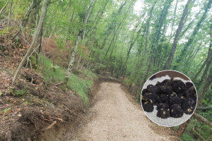 Važno je očuvati vrijedne gljive, "Put tartufa" upravo je na tom tragu