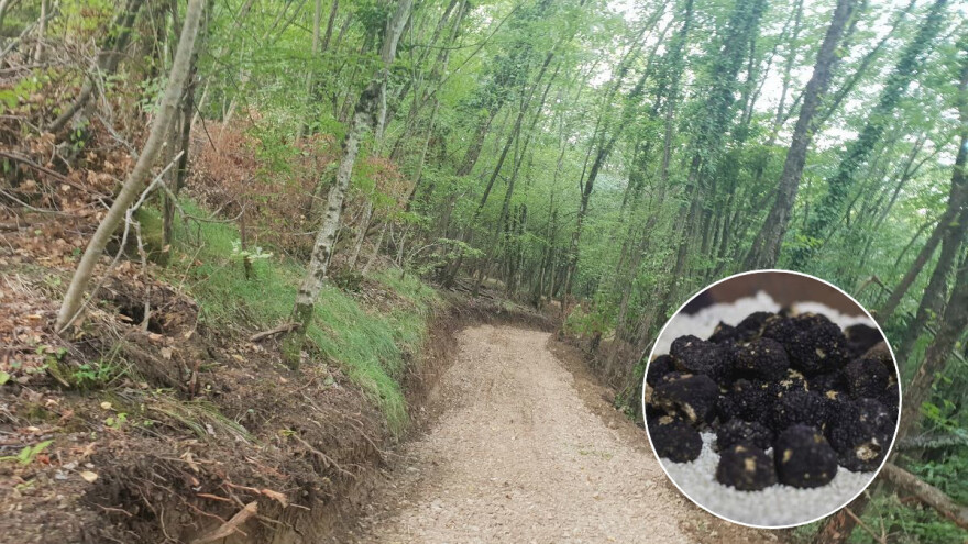 Važno je očuvati vrijedne gljive, "Put tartufa" upravo je na tom tragu