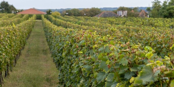 Domaće Vinogradarstvo U Slobodnom Je Padu - Evo Gdje Smo S Proizvodnjom ...