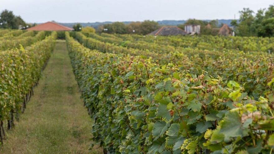 Domaće vinogradarstvo u slobodnom je padu - evo gdje smo s proizvodnjom