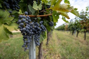 Izdane preporuke za budućnost vinskog sektora u EU