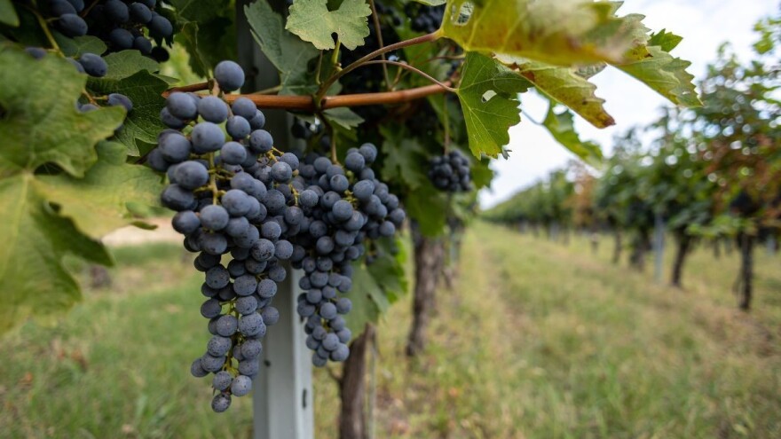 Iz Vinske omotnice za ovu godinu isplaćena sva raspoloživa sredstva
