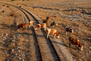 Putnički vlak usmrtio čak osam krava