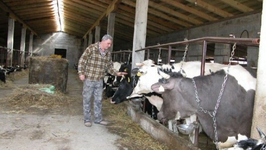 Bez mljekarstva neće biti ni stočarstva