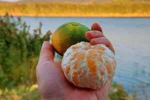 Putujuće lubenice i mandarine iz Doline osvajaju Hrvatsku