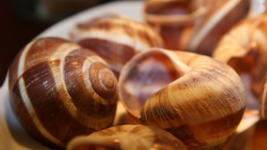 Uzgoj puževa može biti unosan posao, ali je interes to upropastio?