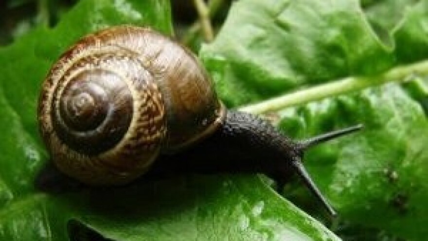 Ilegalno trgovanje puževima u Srbiji