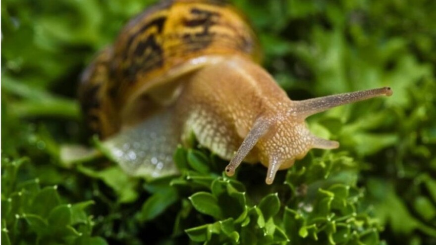 Zaštitite kulture od štetnih puževa!