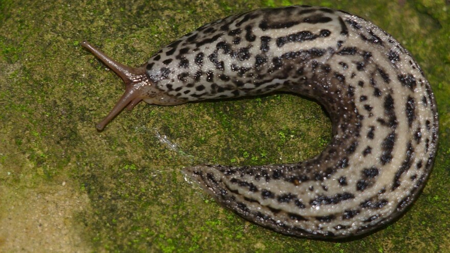 Kako efikasno suzbiti puževe golaće?