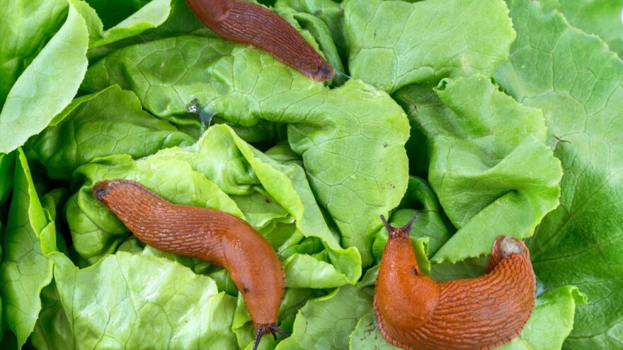 5 načina kako iskoristiti kućanski otpad kao blago za vrt