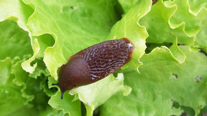 Kiša izmamila puževe - kako ih suzbiti