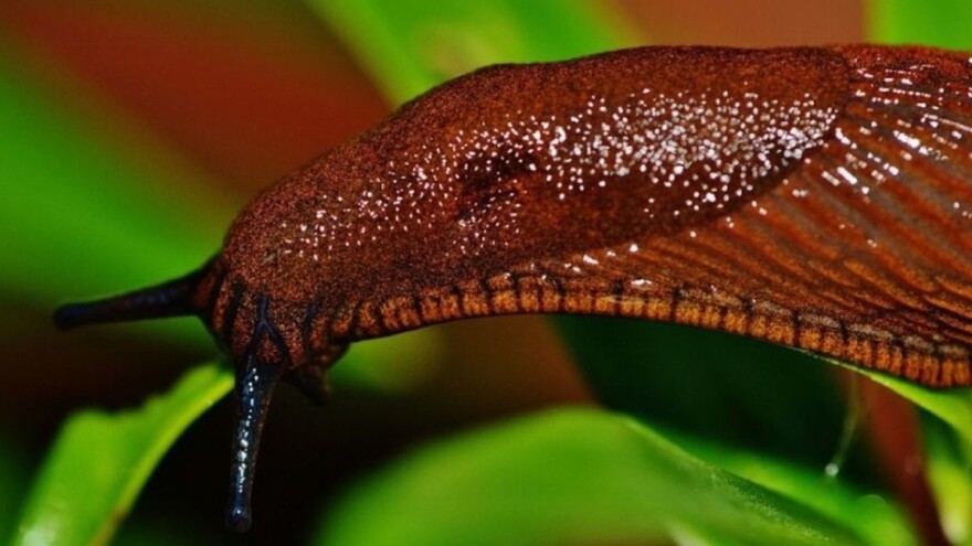 Puževi golaći u bašti - kako ih se rešiti na prirodan način?