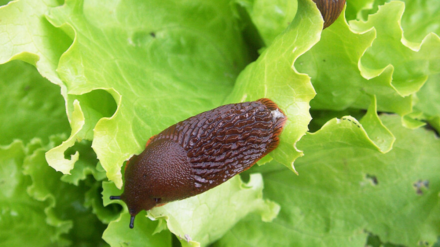 Kiša izmamila puževe - kako ih suzbiti