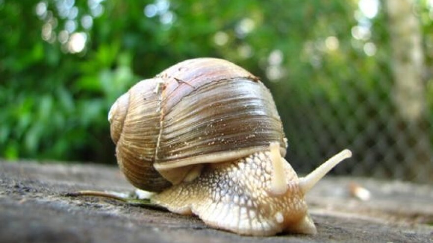 Uzgajajte orahe i puževe