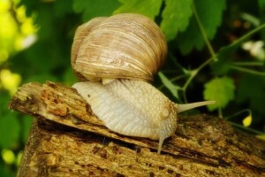 Izvoz glista,puževa i humusa u Kinu