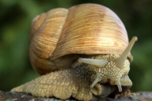 Puževi u središtu gastro ponude