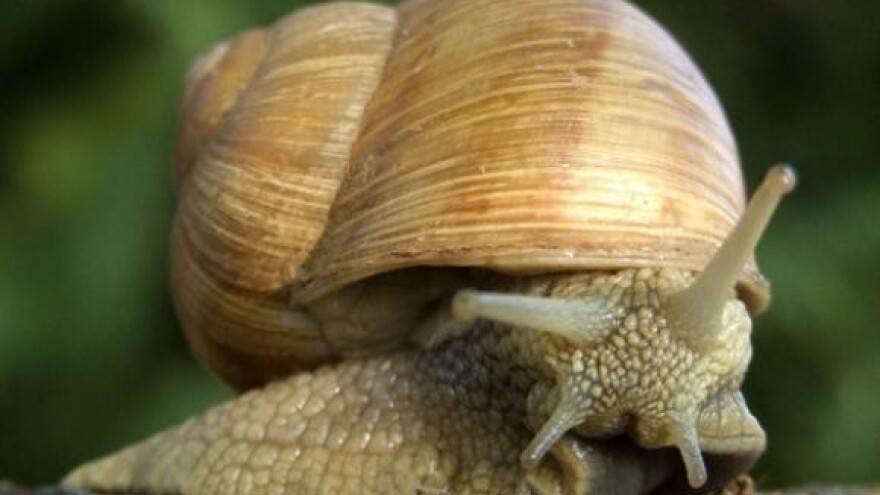 Puževi u središtu gastro ponude