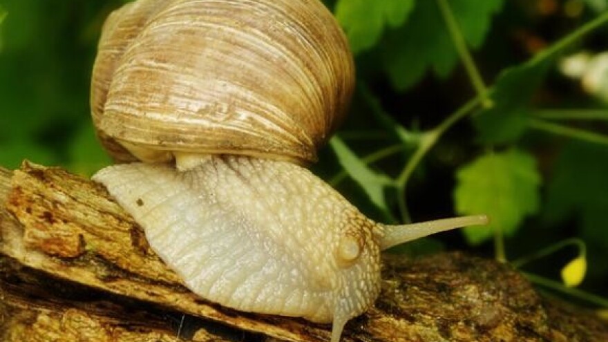 S puževima i školjkama nema straha