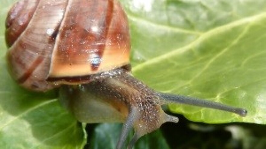 Za uzgoj puževa nisu potrebna velika ulaganja nego rad