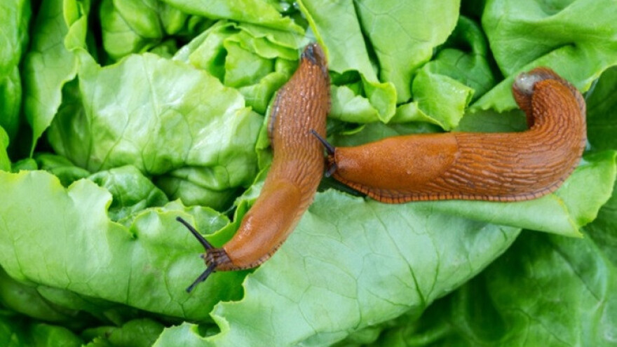 Kako se riješiti štetnih puževa?